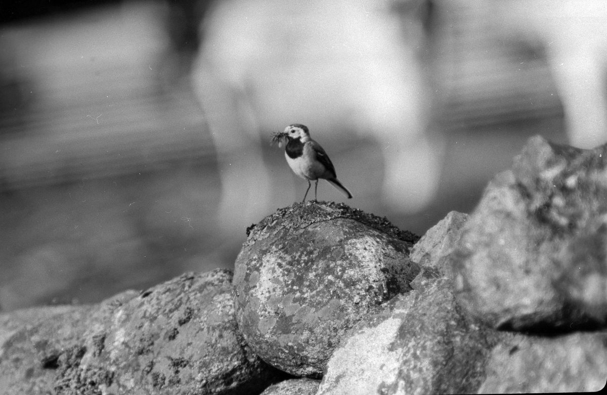 En fågel med gräs i näbben sitter på ett litet stenröse. I fotografens anteckningar står det "35 films fr. semester på Halö".