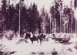 Hest og tralle lastet med plank på Bergerlinja mellom Dal st