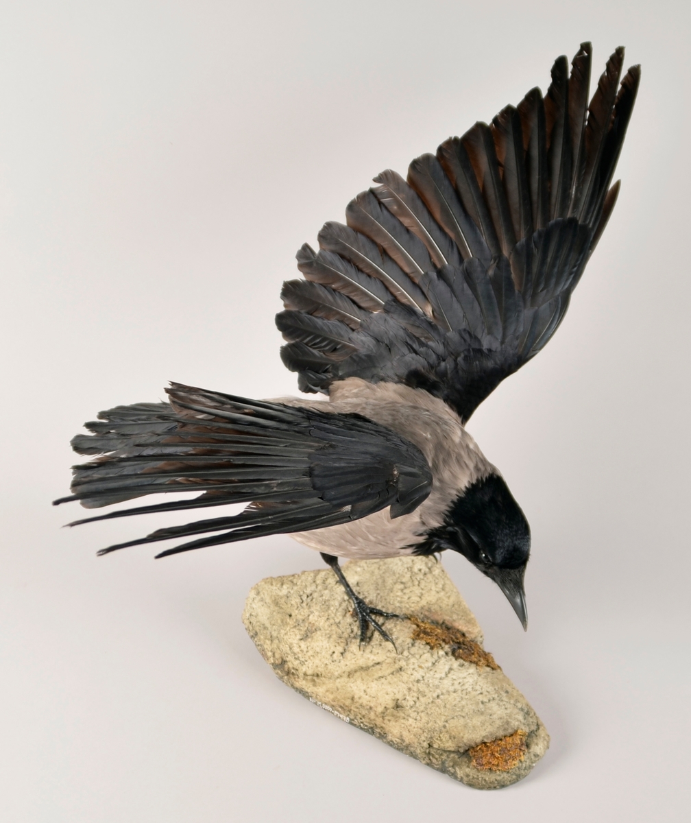 Utstoppa kråke med utslåtte vingar. Montert på sokkel som illuderer ein stein. Sokkel laga av lett materiale.