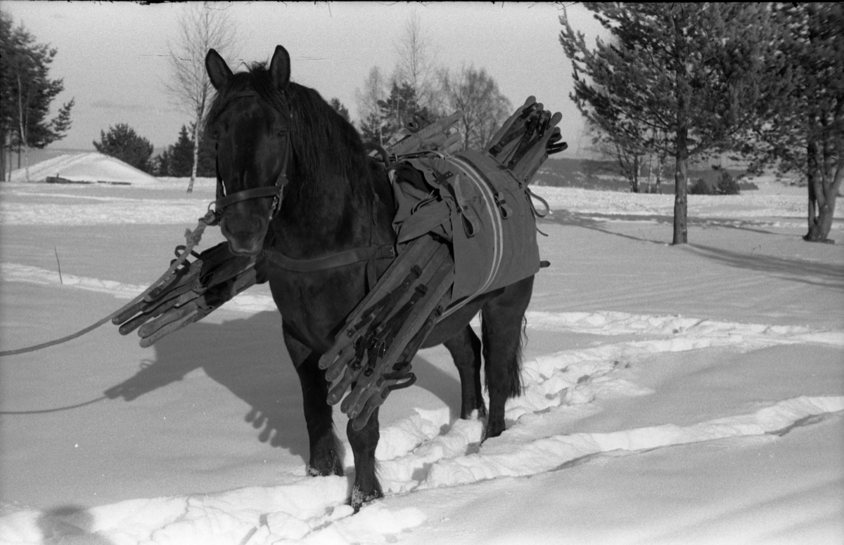 Fra Hærens Hesteskole på Starum. Serie på 9 bilder av hest lastet med kløv som trolig består av sykebårer.