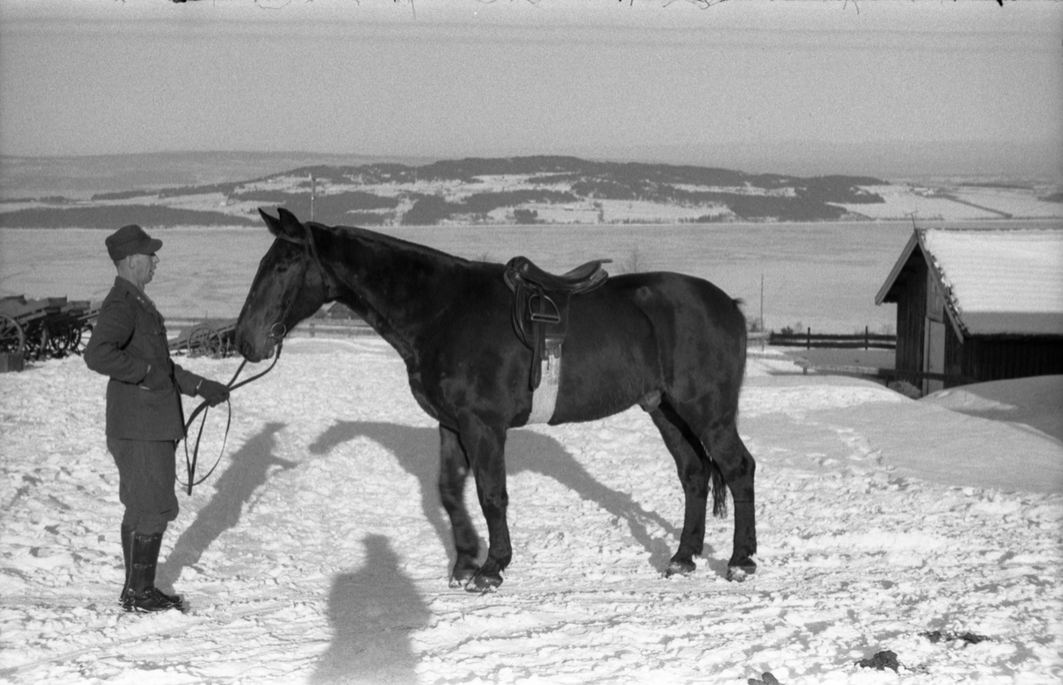 Fra Hærens Hesteskole på Starum vinteren 1955. Løytnant Ragnar Mo mønstrer hest. Mjøsa og Helgøya i bakgrunnen.
