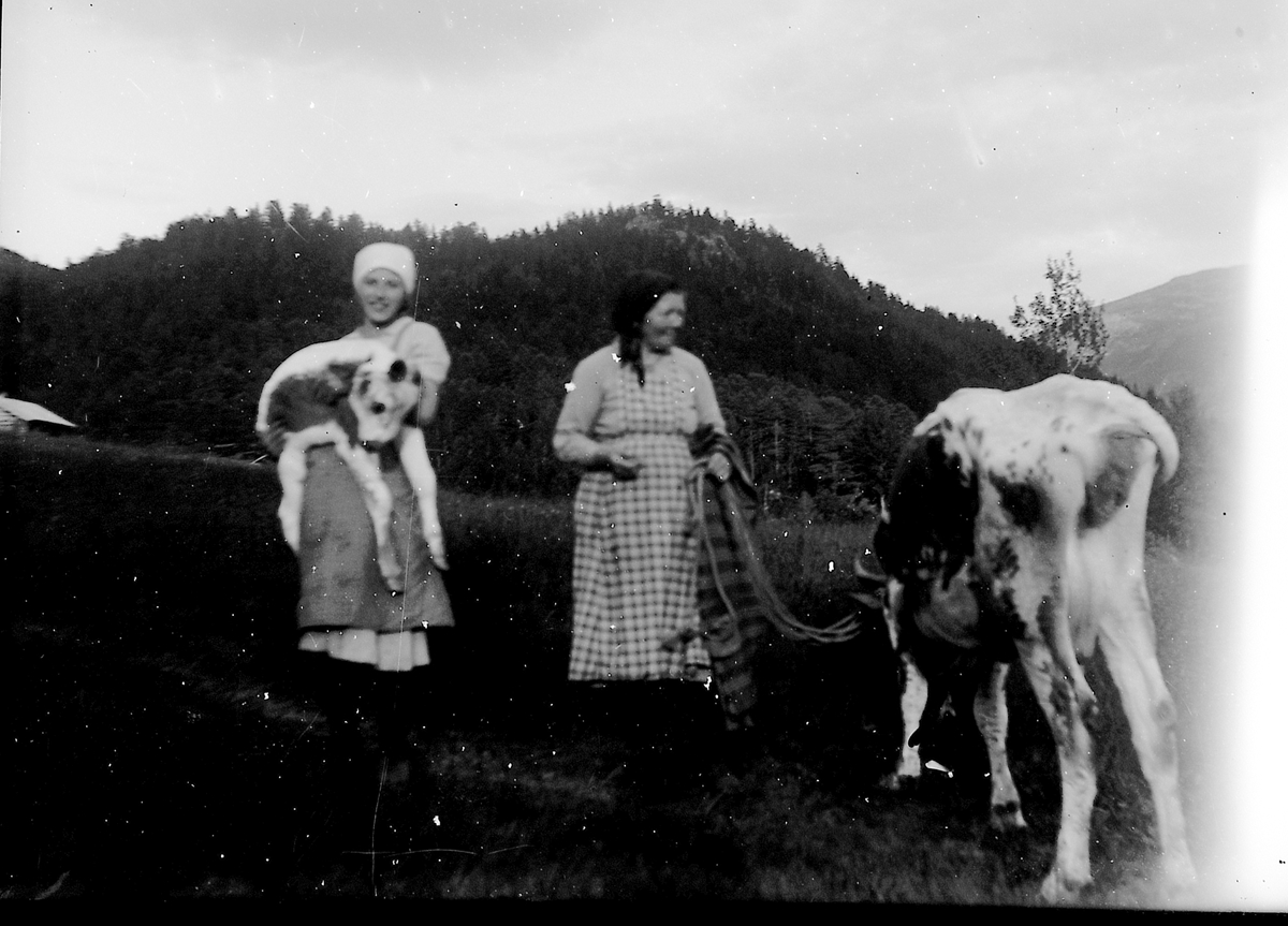 Fotoarkiv etter Aanund Olavson Edland. Portrett av Sigrid Edland, og Ingebjørg Berget med ku og kalv. Kua "Vårbot" var kjøpt i Vå, og bar 12 juli istedenfor april 1934. Ble derfor gående hjemme den sommern.