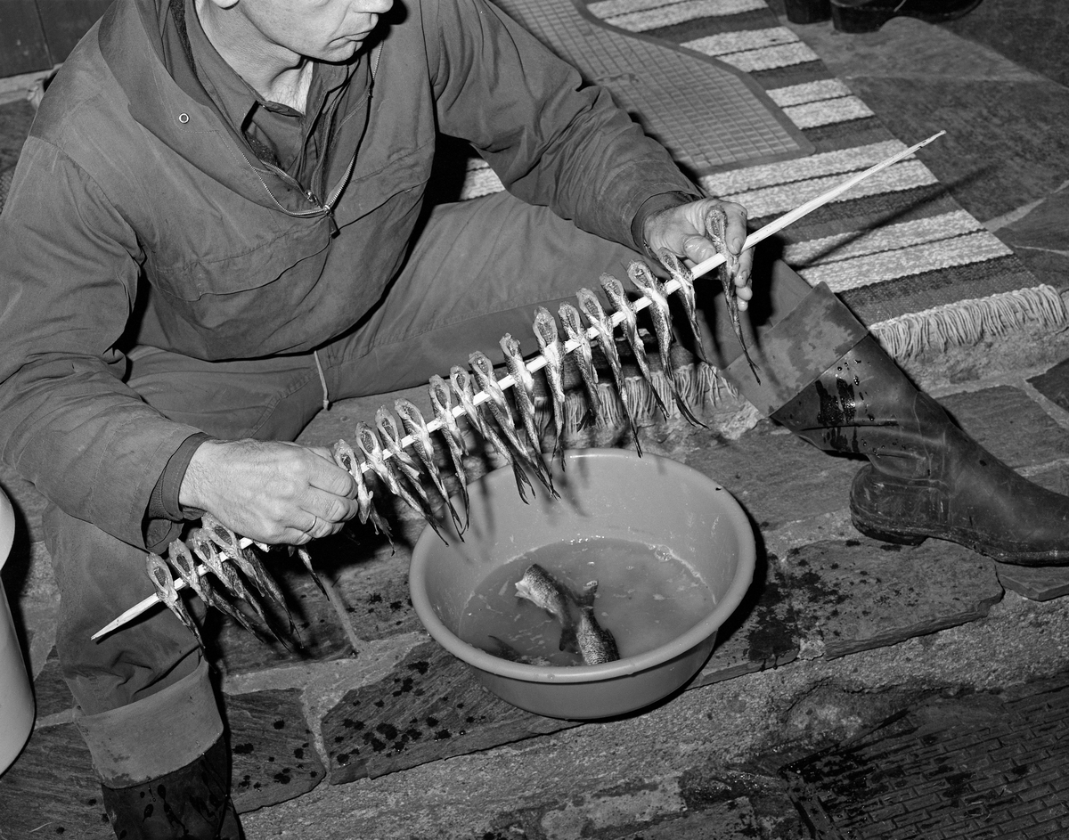 Svein Gammeltorp fra Grue Finnskog trer mort (Rutilus rutilus) på en pinne med sikte på oppheng for tørking.  Bildet er tatt på trappa til Gammeltorps bolig, der han satt med annorakk på overkroppen, gummistøvler på beina og hatt på hodet med et plastfat med fisk mellom beina.  Fiskeren hadde maget morten, skåret av hodene og stukket fiskene inn på trespiler, som skulle monteres på en soleksponert husvegg med den åpne buksida ut.  Slik skulle morten henge noen døgn, før den kunne legges på et mindre lys- og varmeeksponert sted for langtidslagring.  På Finnskogen var mort en matressurs som var lett tilgjengelig en kort periode da den gikk opp i elver og bekker for å gyte i månedsskiftet mai-juni. 

Det var viktig å kunne drøye de forholdsvis store mortfangstene som ble tatt i de tre-fire hektiske dagene gytinga, «mortleiken», foregikk over en lengre konsumperiode, og da var tørking en mye brukt konserveringsmetode. Først ble flass, mageinnhold og hode fjernet. Deretter ble fisken lagt i saltlake et par døgn, før den ble stukket inn på pinner og hengt til tørk på en husvegg. Når morten var godt lufttørket i sol og vind kunne den tas inn og langtidslagres i et tørt rom. Når den seinere skulle spises måtte den legges i bløt noen timer før den kunne kokes. Fra gammelt av skal fisken som ble fanget gjennomgående ha vært større enn den vi ser på dette bildet. Svein Gammeltorp anså seg for å være den siste som fanget mort som matfisk på Finnskogen, Han antok at redusert beskatning av bestanden var hovedårsaken til at morten han fanget da dette bildet ble tatt gjennomgående var mindre enn tidligere.

Morten er en karpefisk med en østlig utbredelse.  I Norge lever den i ferskvann i den sørøstre delen av landet, fra Numedalslågen i vest til Osensjøen og Drevsjø i nord.  Det skal også ha vært satt ut mort i vann i Trøndelag.  I Øst-Europa er mort en vanlig matfisk, men i Norge har den ikke vært særlig ettertraktet.  Hartvig Huitfeldt-Kaas skriver (i boka «Mjøsens fisker og fiskerier» [1917, s. 189-190]) om forholdene i Mjøstraktene, der det var og er mye mort, at «det er næsten blot fattigfolk som vil spise den.  De som først en gang har vænnet sig til dens eiendommelige smal finder den dog noksaa god, sier de, og salter ned til eget brug hvad de maatte overkomme.»  På Hedmarken ble mortfangstene også brukt til hønsefôr, og som agn på tever som ble brukt til å fange andre, mer ettertraktete fiskeslag.  På Finnskogen var det altså tradisjon for å spise mort, men da dette fotografiet ble tatt, i 1976 var avhengigheten av mat fra lokal natur mindre.  Den morten som tørkes på dette fotografiet skulle brukes som hundefôr.