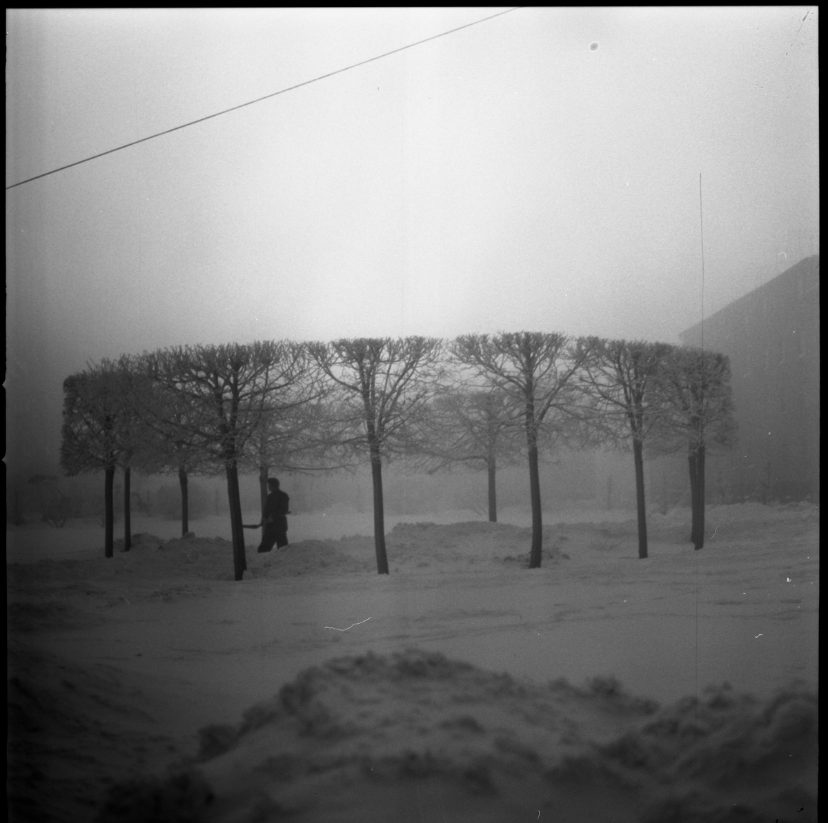 Snötäckt park med träd i cirkelformation, Strandbodkilen, Uppsala 1961