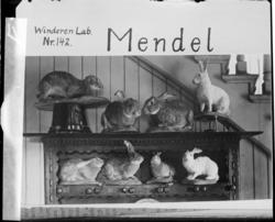 Mendel - Winderen laboratorium  no. 142