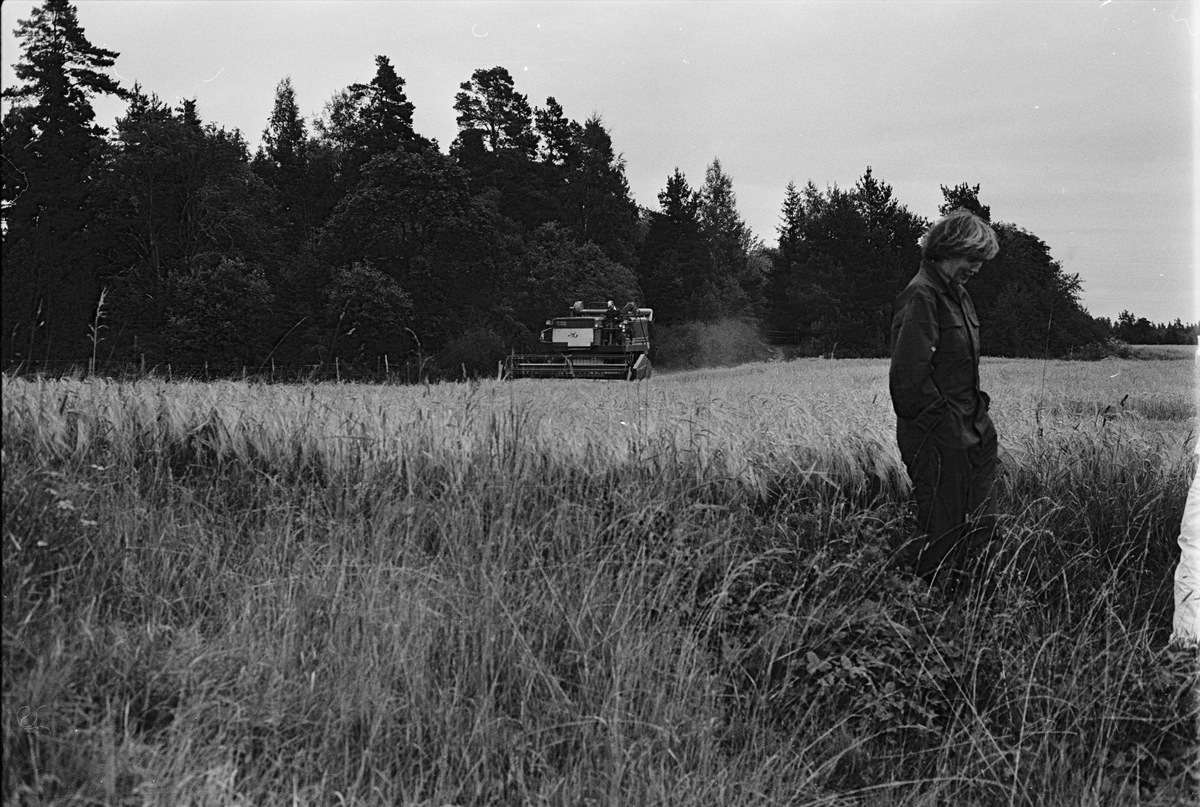 Jordbrukare Kerstin Leijon i sädesåkern. I bakgrunden tröskar jordbrukare Ove Leijon, Stora Bärsta, Uppsala-Näs socken, Uppland september 1981