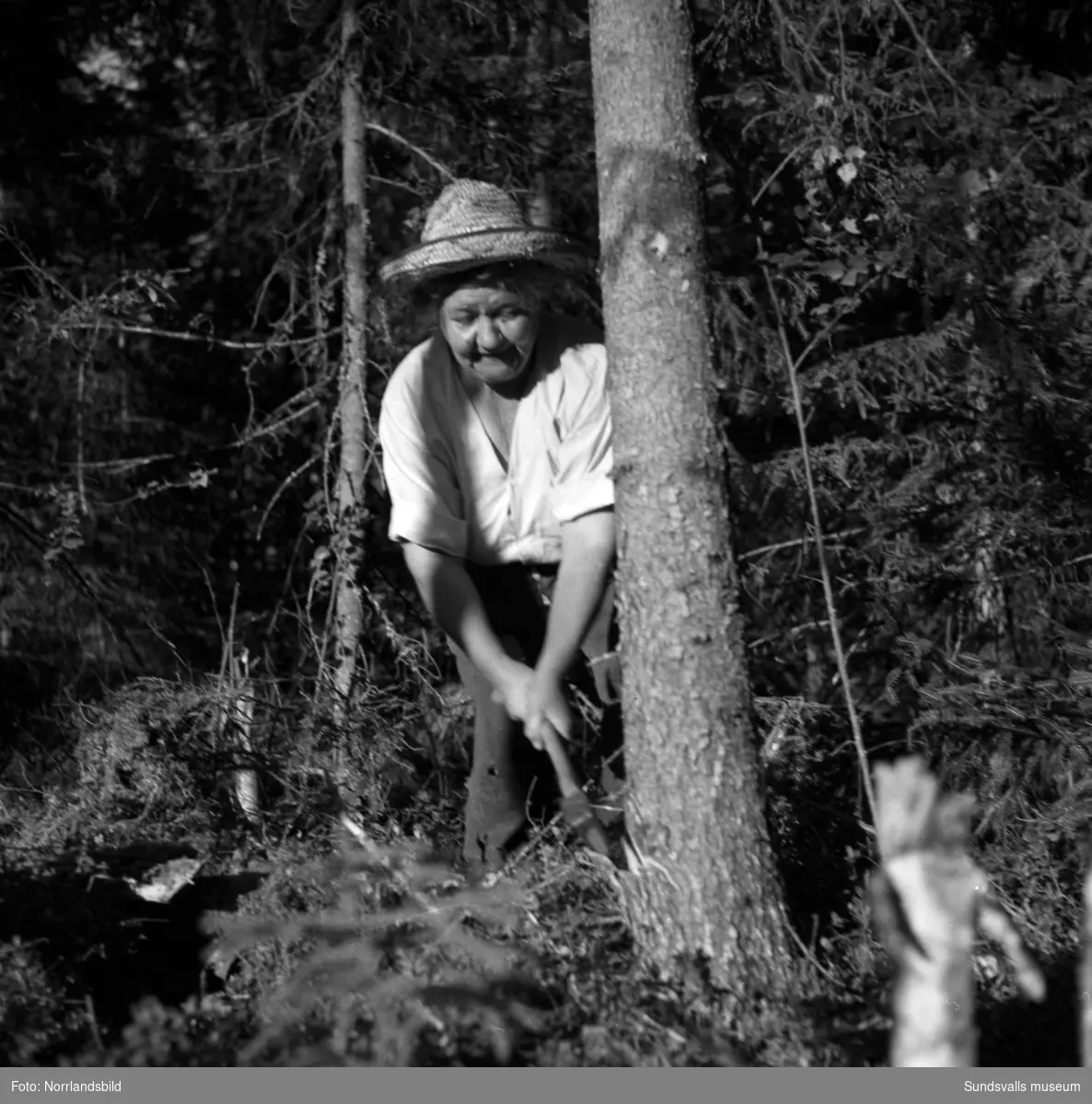 Skogsarbetande fru i Johannisberg, Ljungaverk.