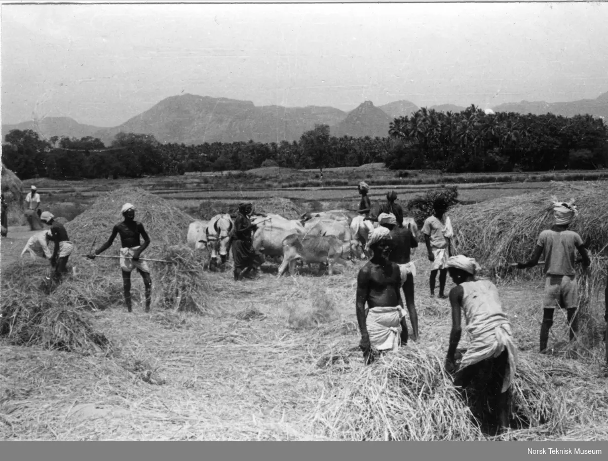 Norsk u-hjelp i Kerala i India, 1954, tørking av ris, jordbruk med okse