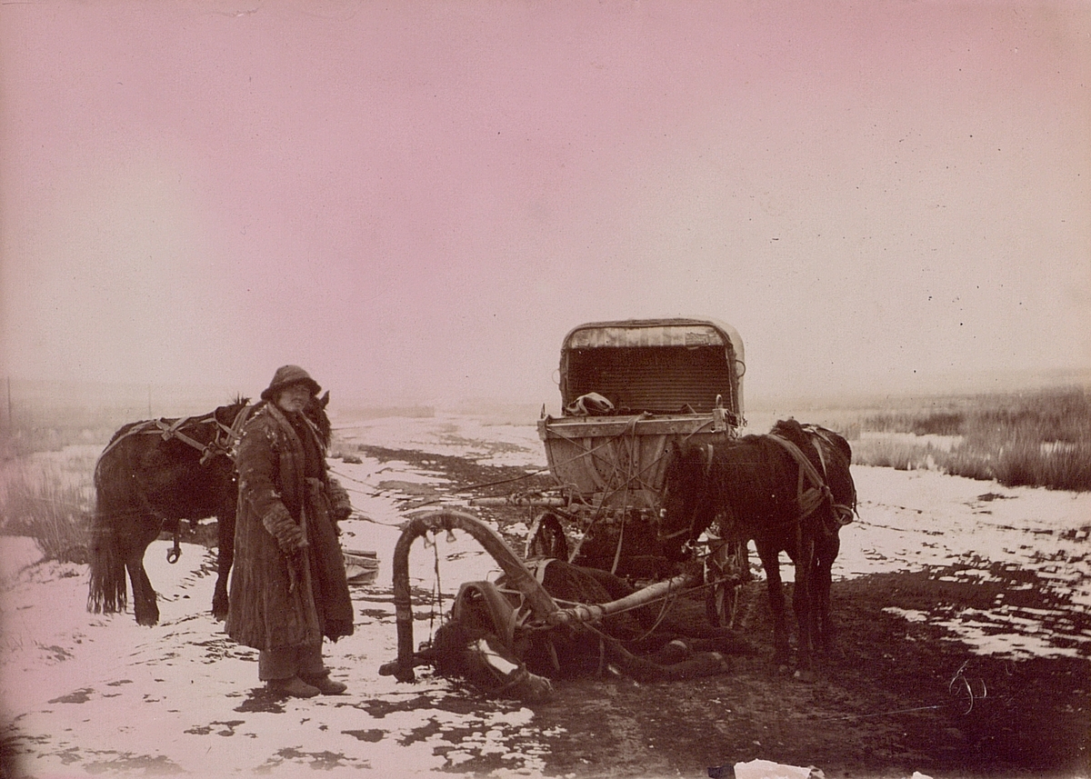 Foton från anläggningen av en telegraflinje i Ryssland år 1900. Stupad häst framför dragvagn.