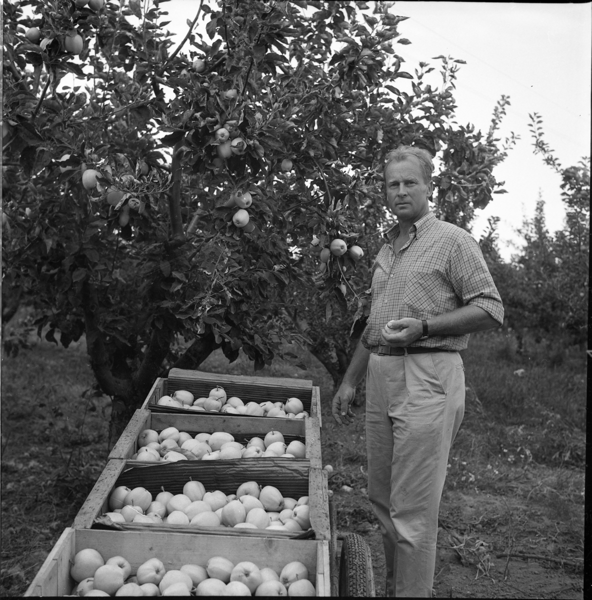 Fruktodlare Lennart Olsson, Gränna-Frukt, står bland fruktlådor med äpplen vid ett äppelträd.