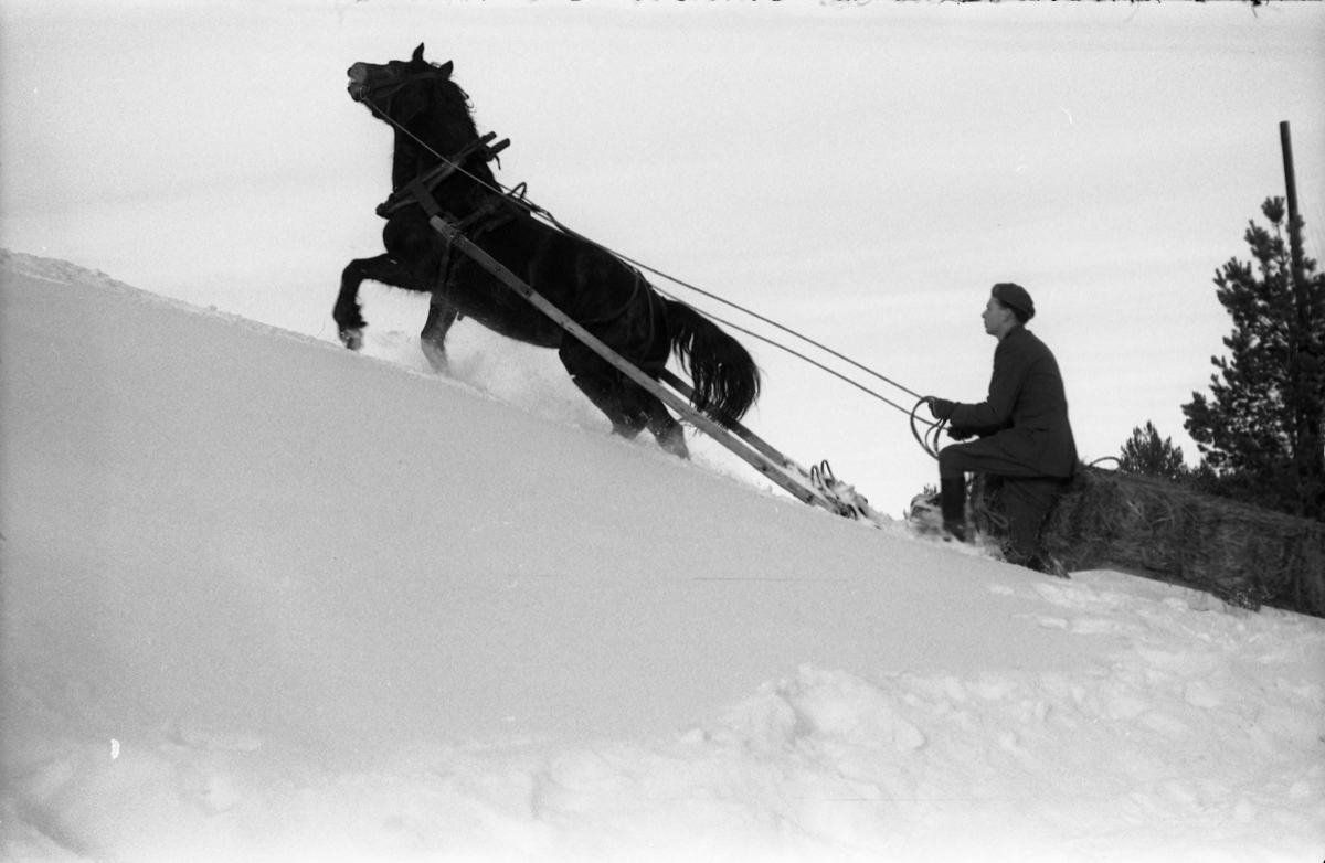 Seks bilder fra Hærens Hesteskole på Starum. Hesteekvipasje i snødekt terreng.