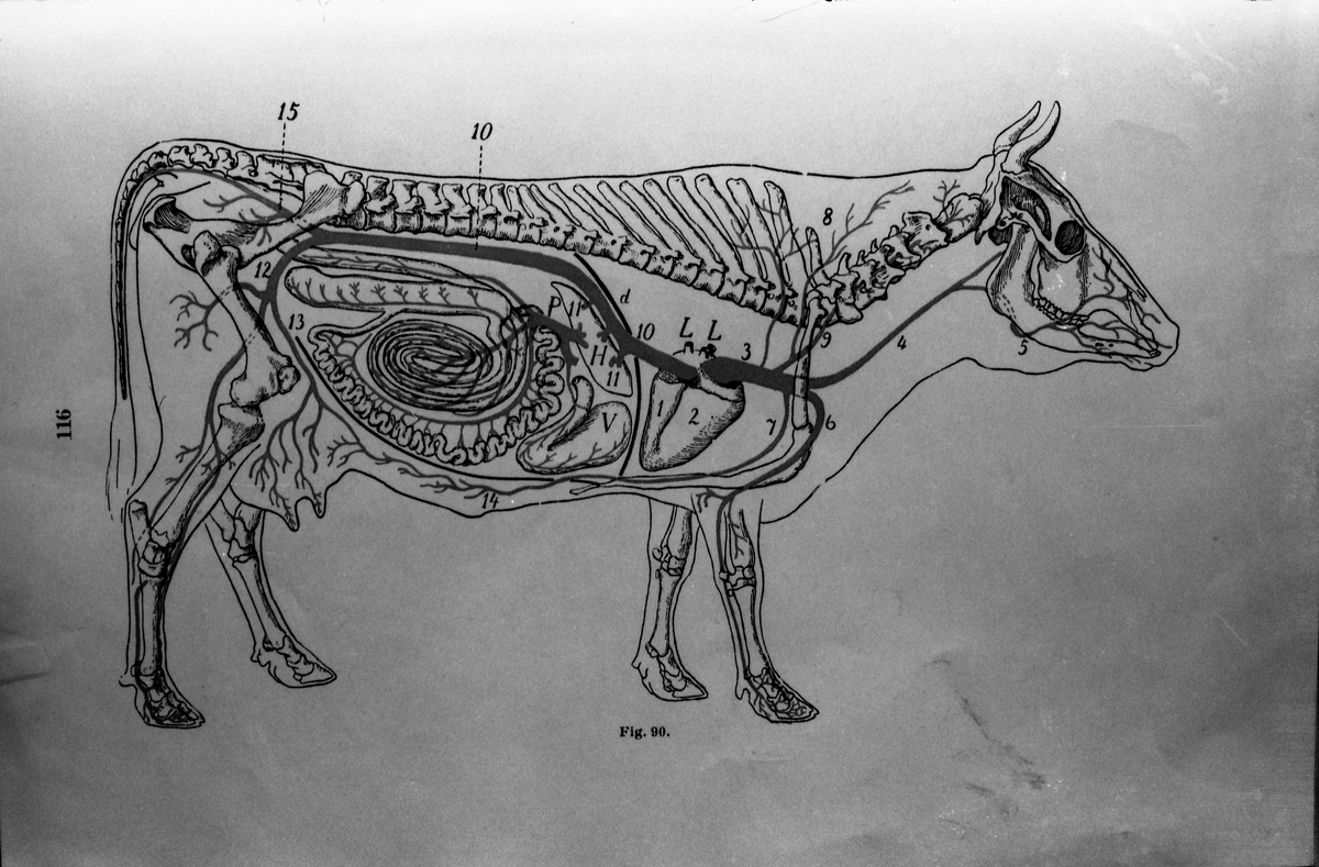 Tegninger av hests anatomi og indre organer avfotografert fra bok eller annen type trykksak. Serie på 12 bilder.