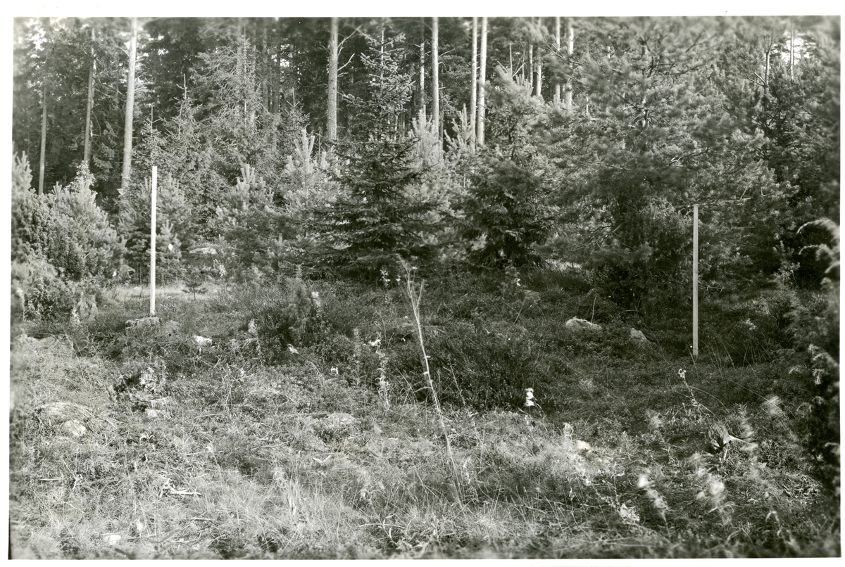 Hubbo sn, Alvesta.
Alvesta nr 3, fornlämning nr 5 från nordväst, före undersökningen, 1951.