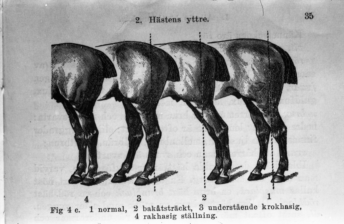 Avfotograferte hesterelaterte illustrasjoner fra ulike bøker og/eller hefter. Illustrasjonene viser både indre og ytre organer. Serie på 35 bilder.
