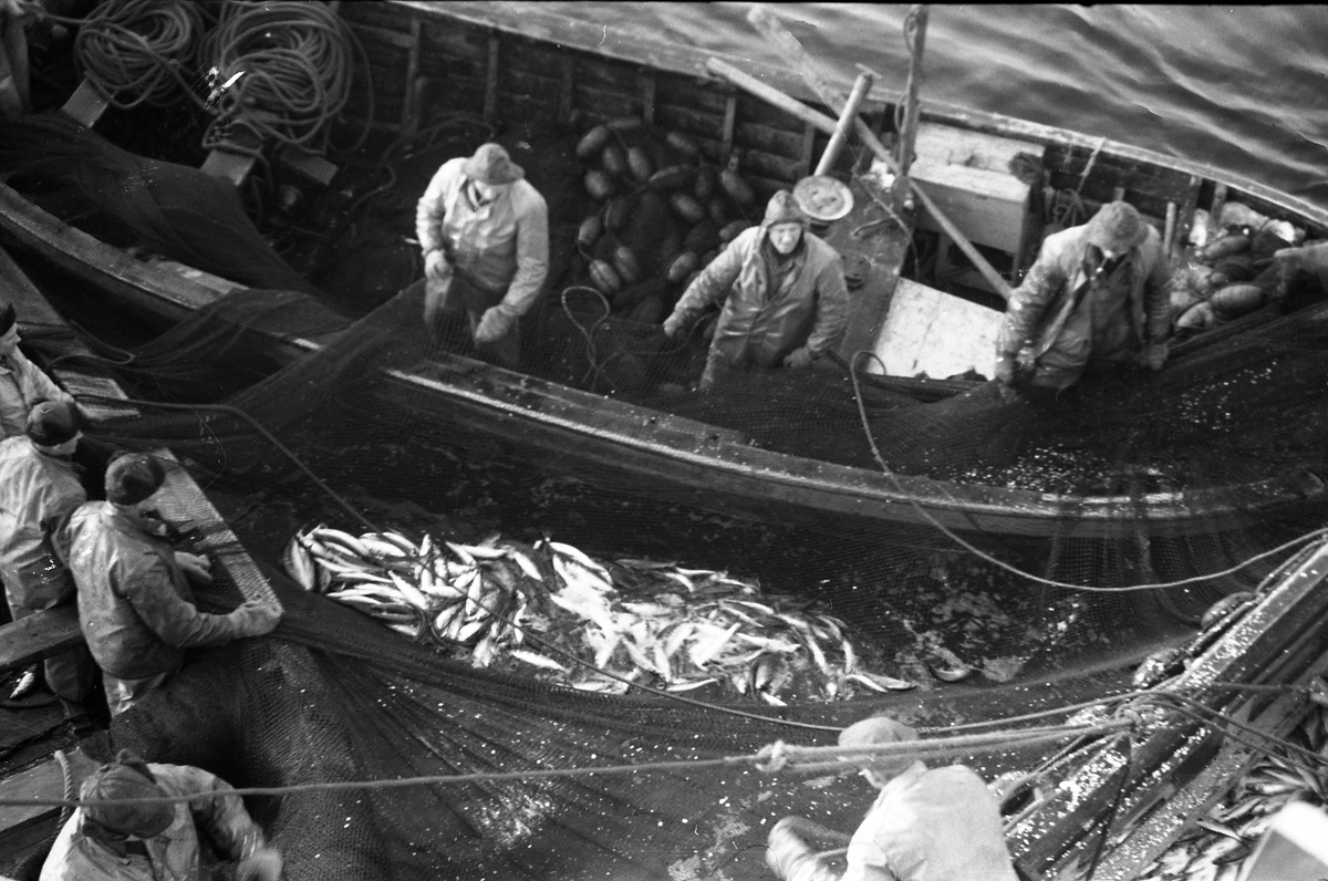 Serie på 41 bilder fra et fiskefelt, trolig sildefiske med not. Bildene er tatt av en person ombord i ei skøyte som trolig heter KIDD, og viser ulike faser i fangstprosessen. Hvor bildene er tatt er ukjent. Ingen av personene, er identifisert.