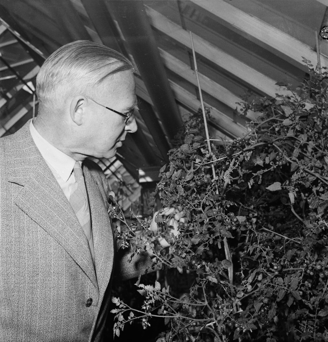 Professor Turesson, Lantbrukshögskolan, Ultuna, Uppsala 1947
