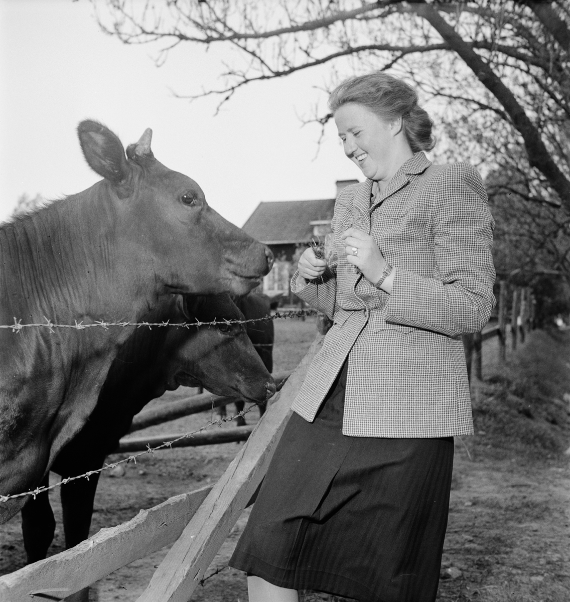 Kvinna vid kohage, Ultuna, Uppsala 1948