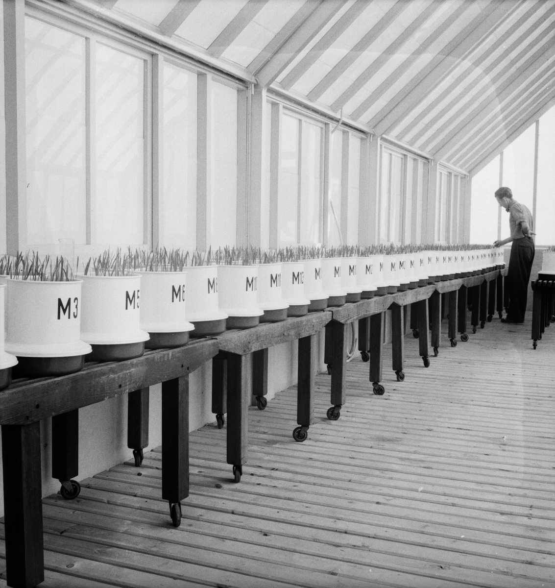 Man i växthus, Mikrobiologiska institutionen, Lantbrukshögskolan, Ultuna, Uppsala 1949