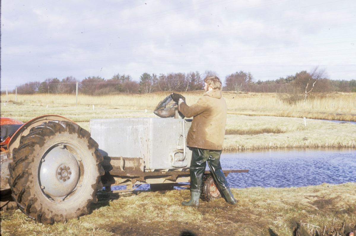 Forsøgsdambruget i Brøns, Danmark, 1974 : Mann håver fisk fra en jorddam over i en tank som står på traktorhenger.