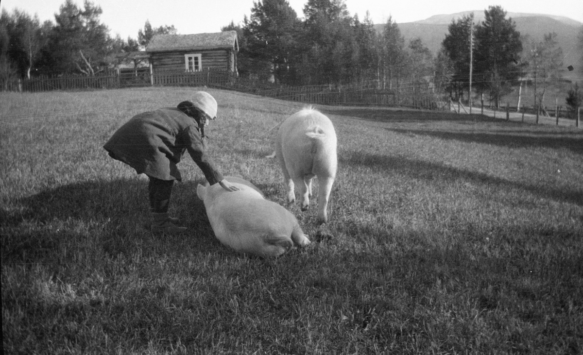 Lita jente leker med to griser på setervoll