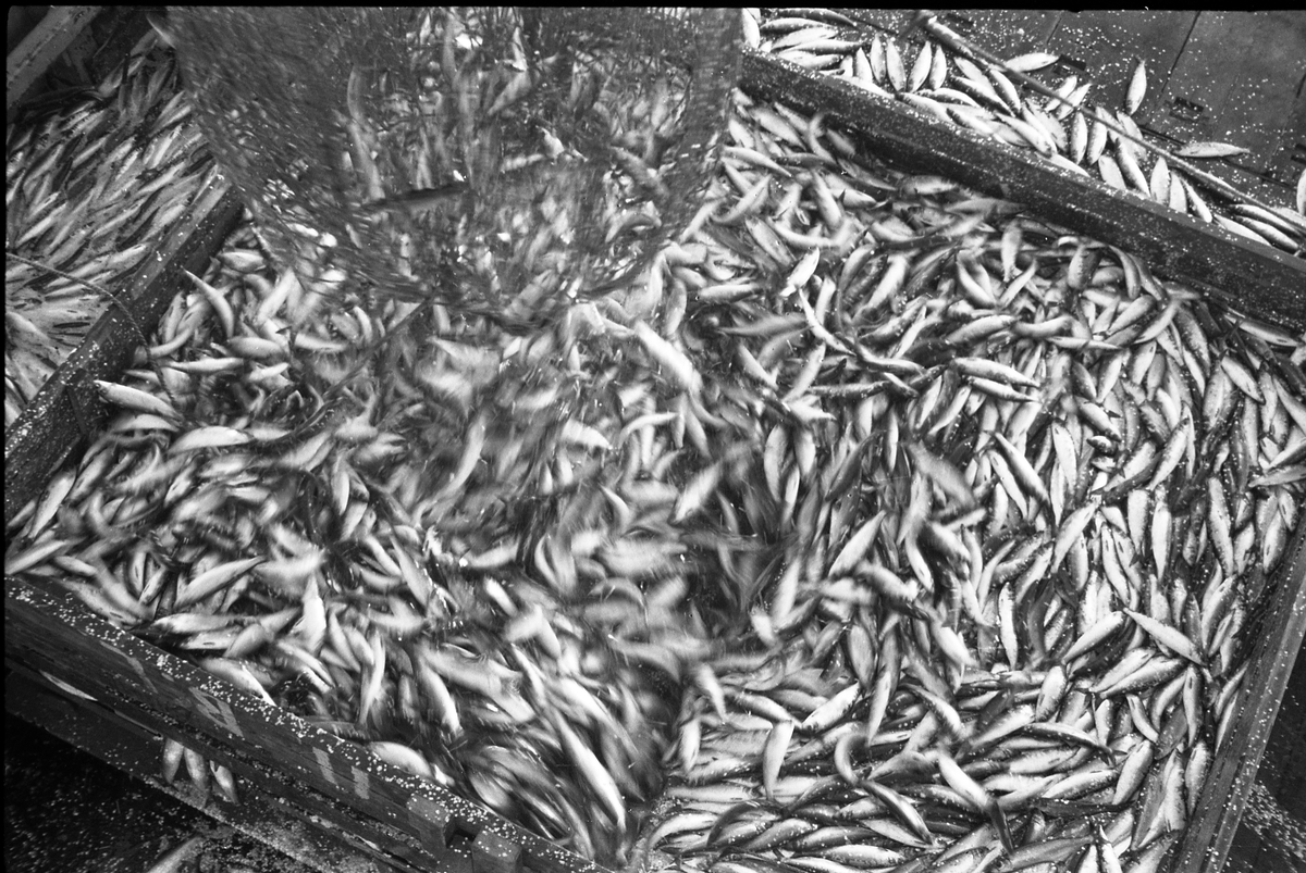 Serie på 24 bilder fra et fiskefelt, trolig sildefiske med not. Bildene er tatt av en person ombord i ei skøyte, og viser ulike faser i fangstprosessen. Hvor bildene er tatt er ukjent. Ingen av personene, er identifisert.