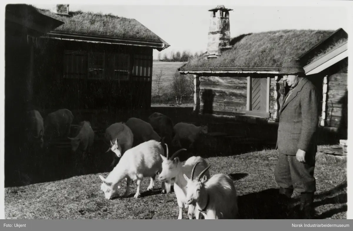James Coward på hyttetun med beitende geiter