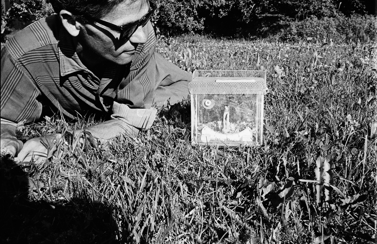 Man ligger i gräset och tittar på en transparent låda, Uppland, 1965
