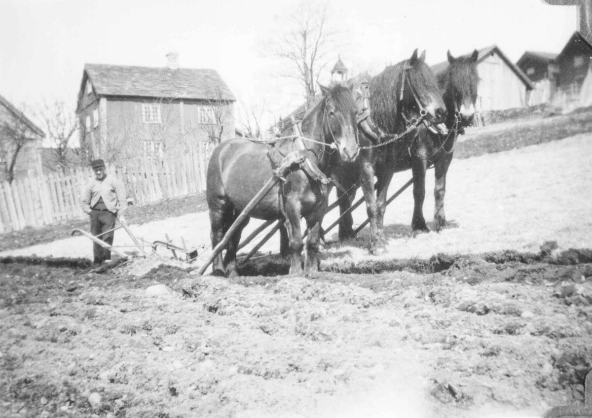 Repro: Roverud, S. Ål, gårdsdrift, pløying, mann kjører plog med tre hester