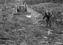 Vegbygging på fuktig mark i Treschow Fritzøes skoger i 1964.
