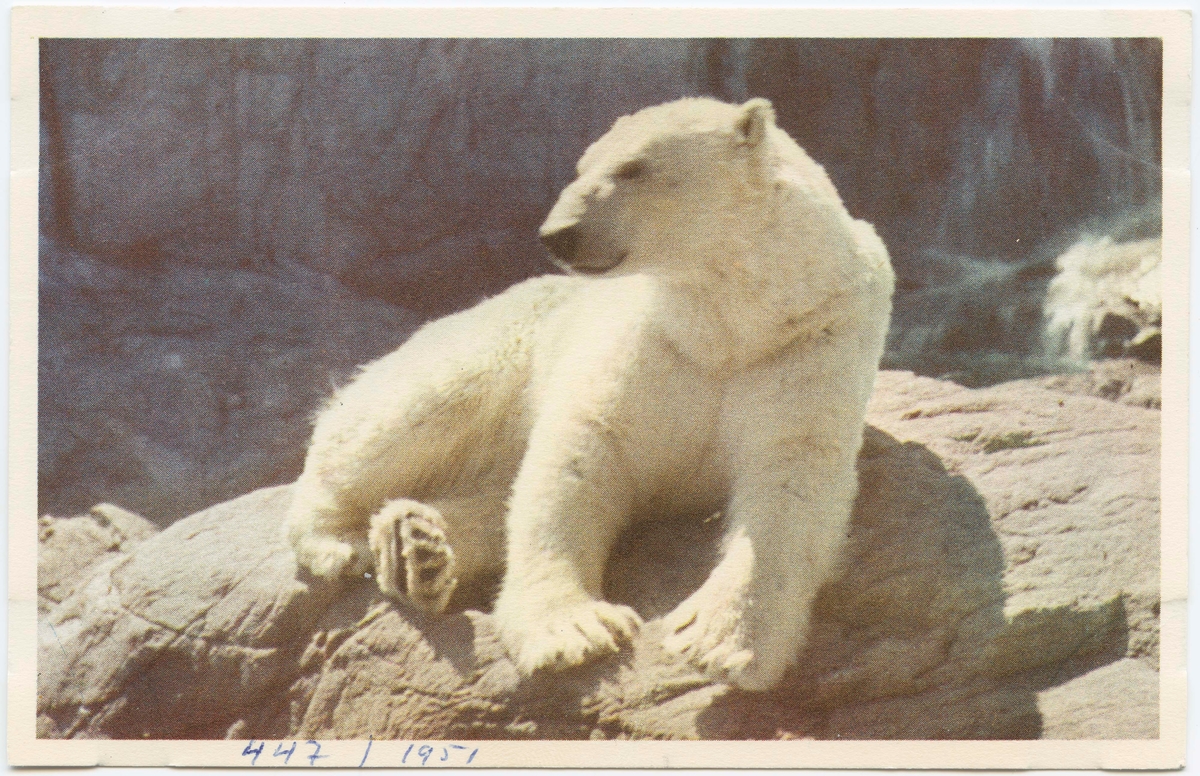 Vykort med motiv från Skansen. Isbjörnen Prinsen.