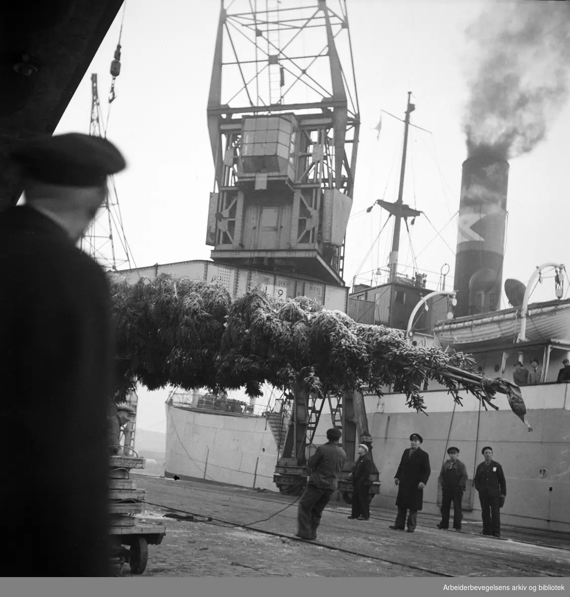 Årets julegran fraktes med Fred. Olsen-båten Brisk til London og Trafalgar Square. Oslo havn, 6. desember 1949.