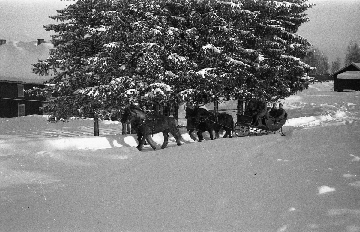 Tre bilder fra vinterkjøring med firspann på Starum. Usikkert når bildet er tatt, men mest sannsynlig tidlig på 1950-tallet.