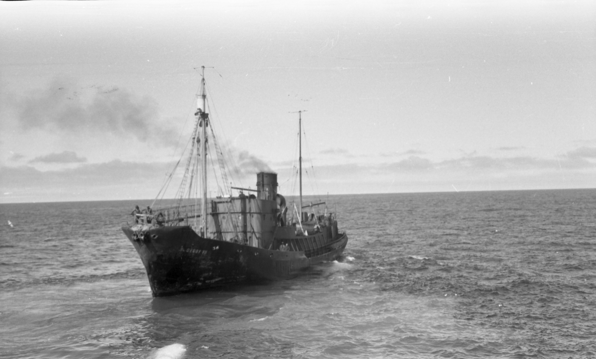 Suderøy VII har levert hval til kokeriet. Suderøy på fangstfeltet.