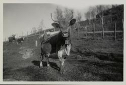 Telemarksku med horn og bjelle på gården Skinnarland, Møsstr