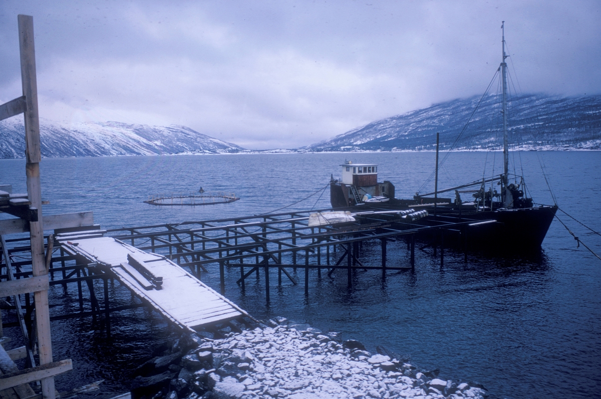 Motiv fra forskningsstasjonen Forsheim i Skjomen utenfor Narvik. Stillaset til venstre står foran B-bygget.  Her er kaia under oppføring. Prammen driver med pæling. Brødrene Skavik fra Narvik stod for byggingen. Det er deres pram.