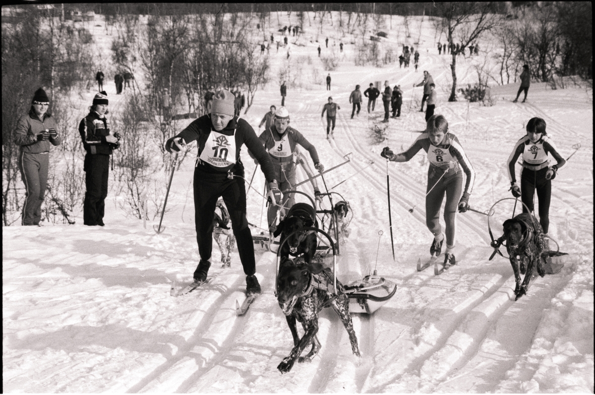 Skiløpere med hund i løypa under et hundeløp