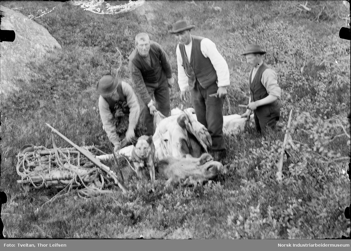 Fire menn slakter elg ute i terrenget etter jakt. Elghund står ved siden av.