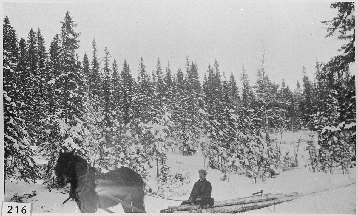 Tømmerkjøring med hest på vinterføre, Eggedal 1935. Høløks festa på lasset. 