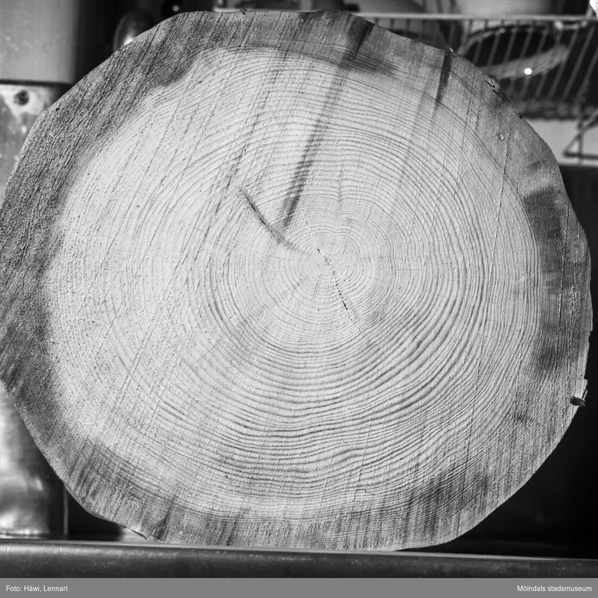 Detaljfotografi av träådringar på trästock. Pappersbruket Papyrus i Mölndal, 8/1 1960.