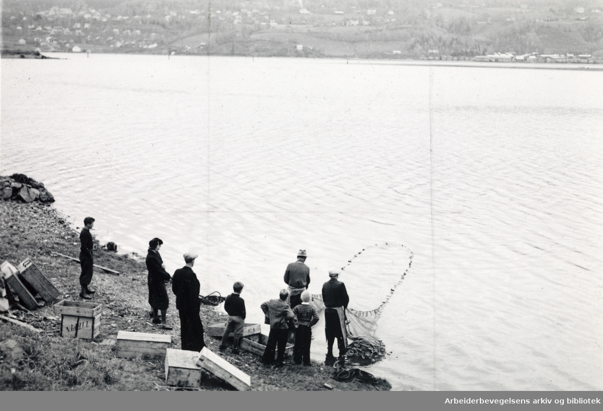 Lågåsildfiske i Mjøsa. Ca. 1930 - 1935.