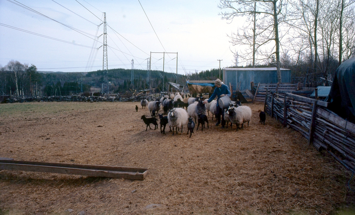 En person utfordrar får i en hage på "Lessbacke" Sagered 1:4 år 1980. Elledningar ses till vänster. "Lessbacke" var ett torp under Sagered som låg på gränsen till Lindome. Namnet kommer av Ledet Ledsbacke.