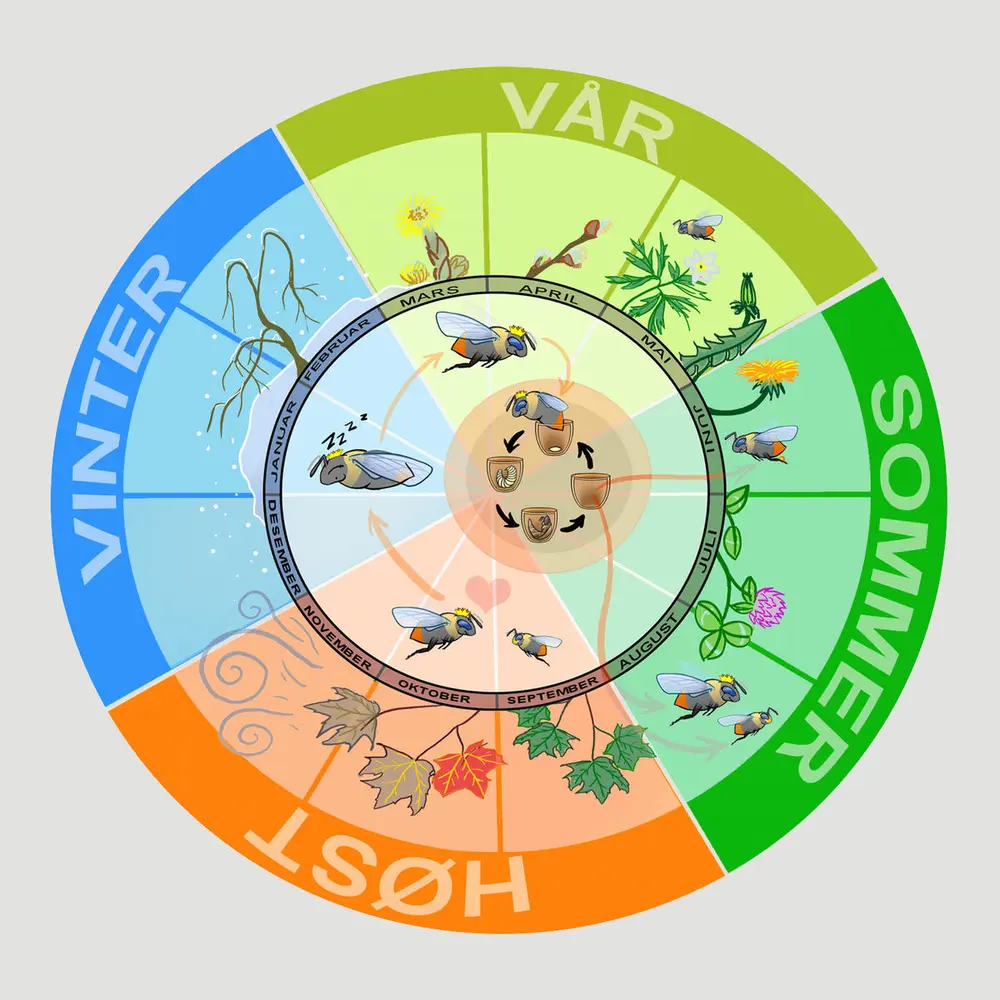 Illustrasjon av året til en humle fordelt i årstider