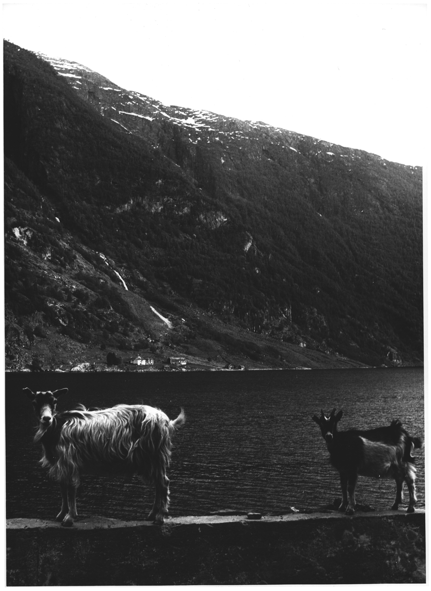 Osafjorden i Hardanger