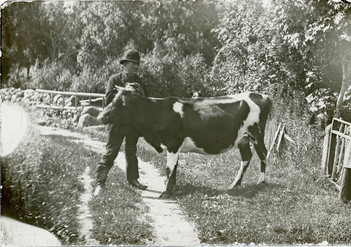 En man med sin ko  på vägen.