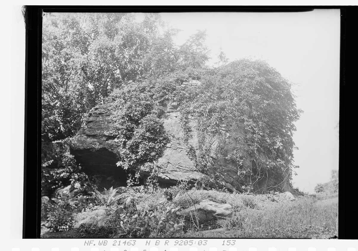 Villvin over stein. Fotografert 1927.