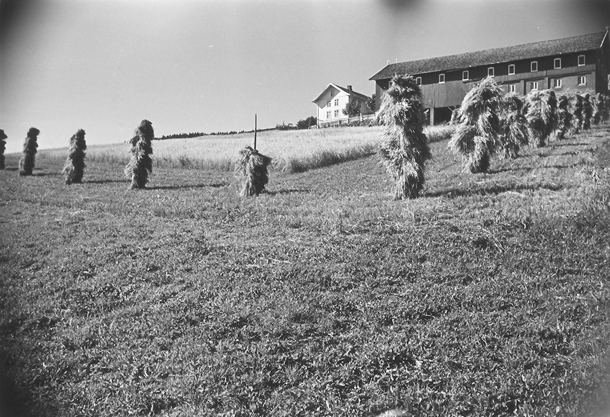 Tørking av kornbårn på staur. Bjørge, Gran ,Hadeland. Fotografert 1940.