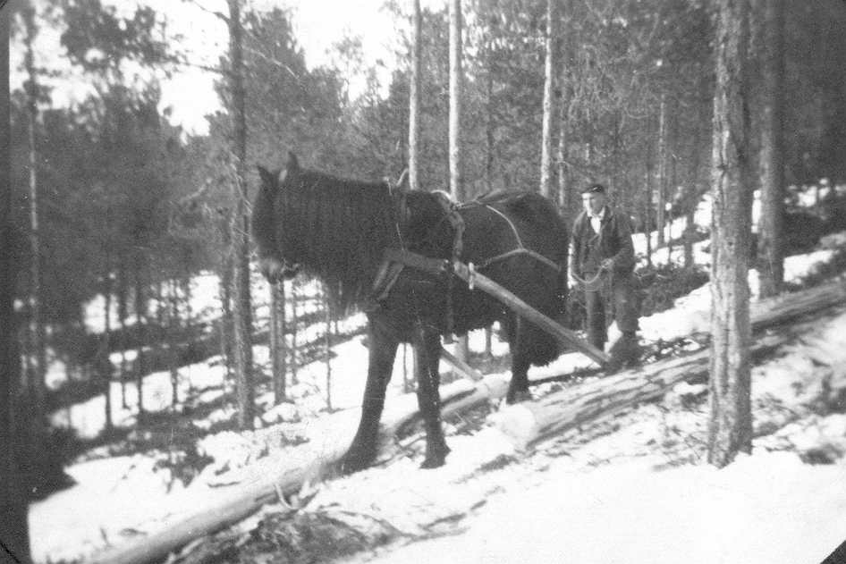 Ola Mømb lunner tømmer, ca 1950. Å14