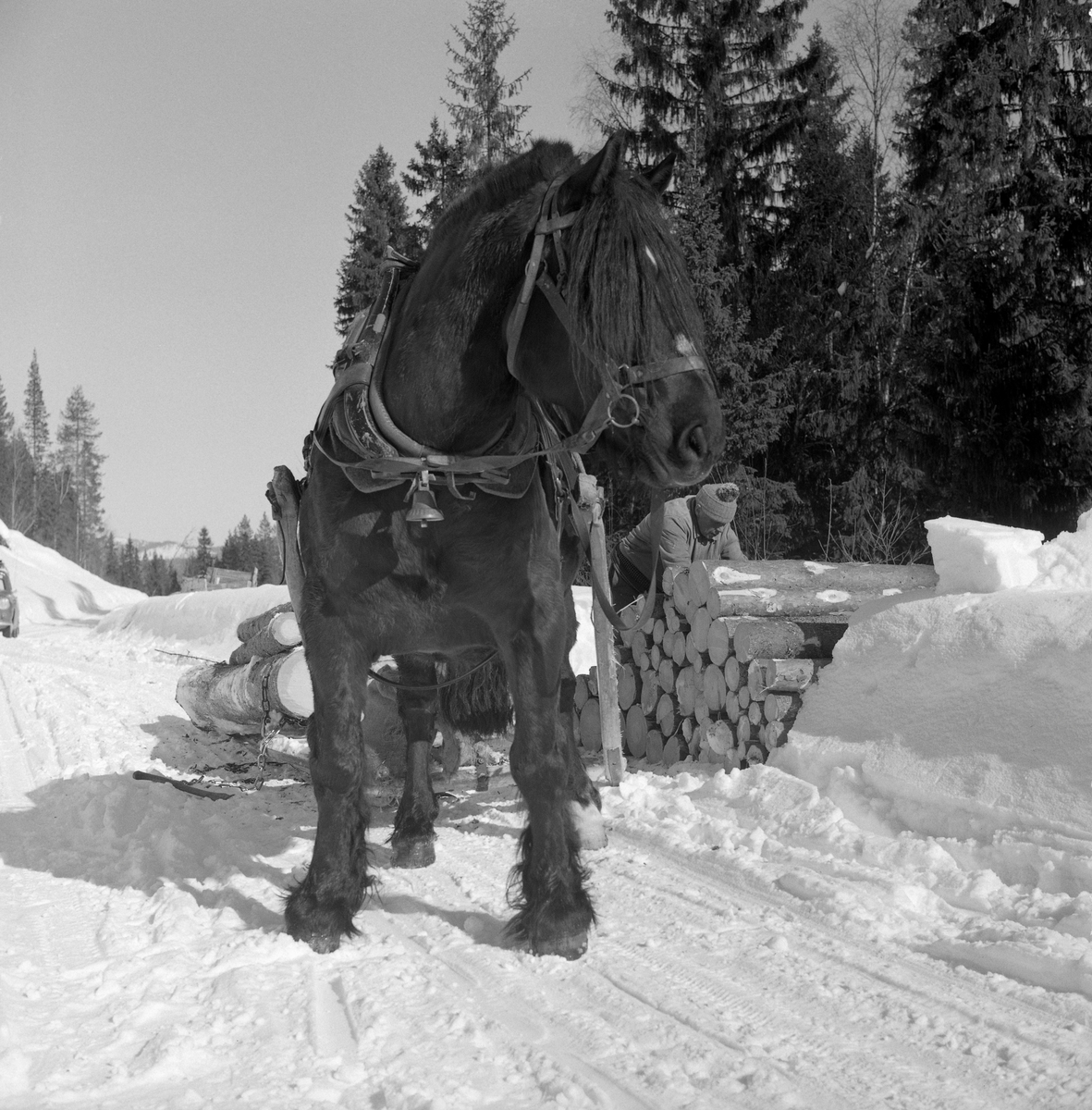 Tømmerkjøring i Jordet i Trysil, vinteren 1970. Fotografiet er tatt fra en posisjon framfor hesten, i dette tilfellet en dølahest med trekksele, der boktreet og brystreima med bjelle er framtredende på bildet.  Hesten sto på en brøytet vinterveg. Den var forspent en framslede («bukk») som ble brukt til framkjøring av ubarket grantømmer, som ble hentet fra ei lunne som lå vinkerlrett på vegkanten. En dongerikledd kjørekar - Ottar Flodberg (1916-2002) - med topplue på hodet sto ved lunna med ei tømmersaks i handa. Dette redskapet brukte han til å trekke fram tømmerstokkene og vende dem, for deretter å legge dem på sleden parallelt på sleden, der de ble festet ved hjelp av kjettinger som var forankret i ytterendene av anleggspunktet, en dreibar «bank».