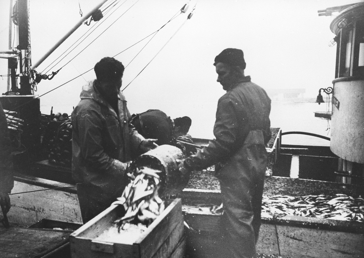 To menn på brygga lesser opp sildefangst fra notbåten "Støagutten" fra Rygge.