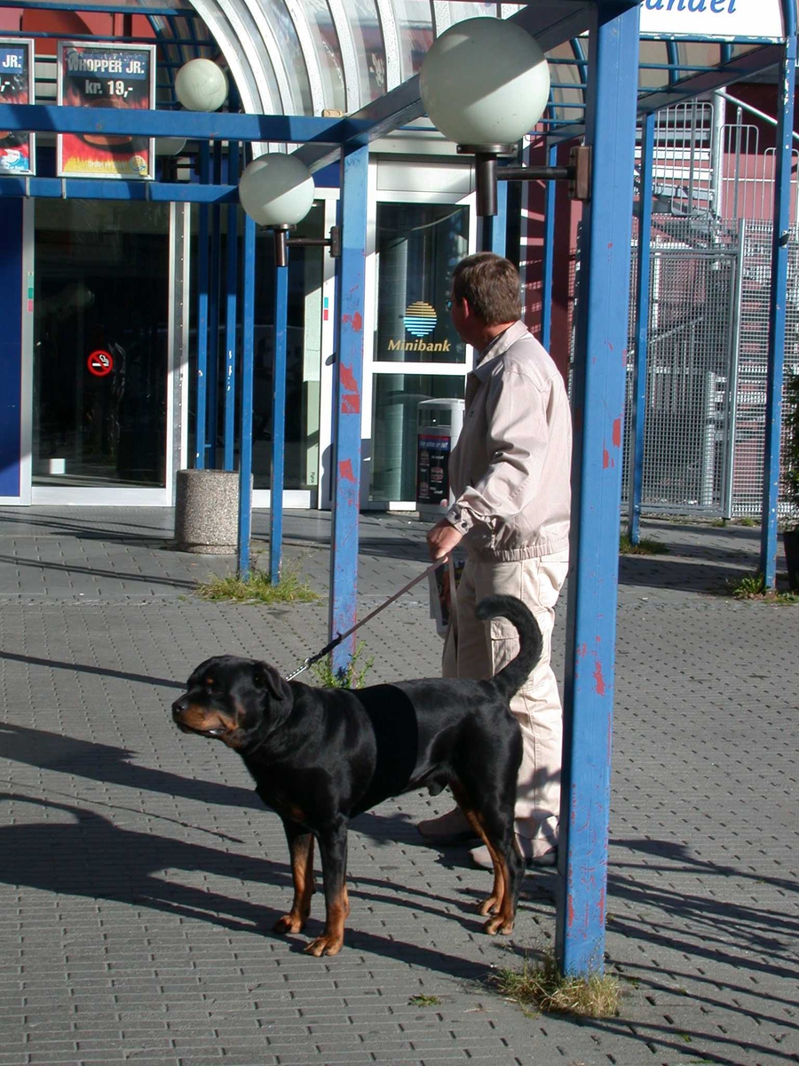 Hund blir hentet av sin eier etter å ha ventet utenfor kiosken bak Metro. Formiddag
Fotovinkel: N